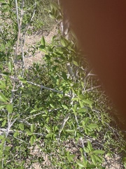 Forestiera pubescens pubescens