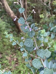 Isodon amethystoides