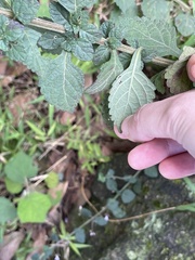 Isodon amethystoides