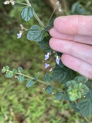 Isodon amethystoides