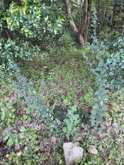 Isodon amethystoides