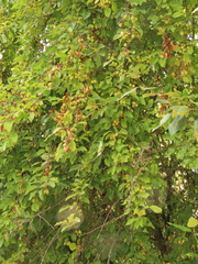 Malus × dawsoniana