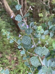 Isodon amethystoides