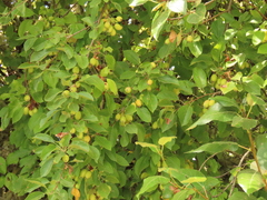 Malus × dawsoniana