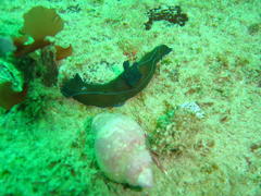 Tambja capensis