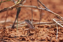 Diporiphora winneckei