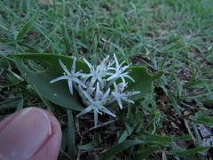 Lachenalia pygmaea