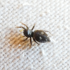 Heliophanus apiatus