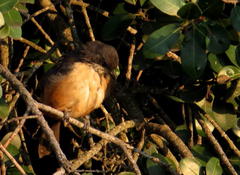 Laniarius ferrugineus ferrugineus