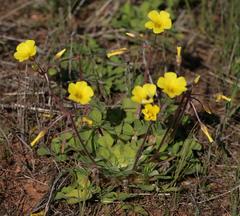 Oxalis compressa