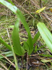 Colchicum eucomoides