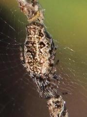 Cyclosa oculata