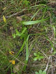 Colchicum eucomoides