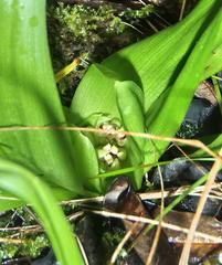 Colchicum eucomoides