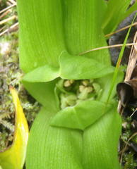 Colchicum eucomoides