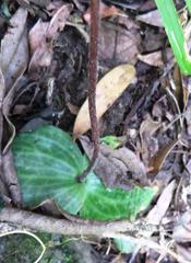 Holothrix orthoceras