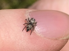 Habronattus hirsutus