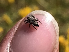 Habronattus hirsutus