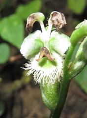 Huttonaea pulchra