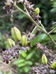 Veratrum schindleri
