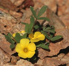 Oxalis ambigua
