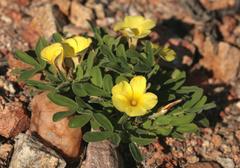 Oxalis ambigua