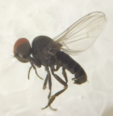 Agathomyia antennata