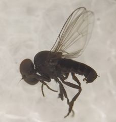 Agathomyia antennata