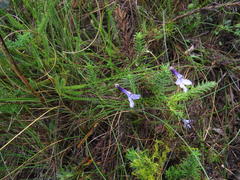 Lobelia barkerae