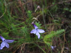 Lobelia barkerae