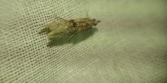 Nephopterix angustella