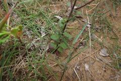 Chaenostoma subspicatum