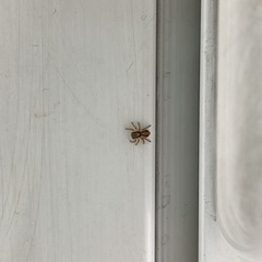 Pseudeuophrys lanigera