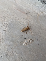 Atylostagma politum