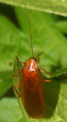 Parcoblatta virginica