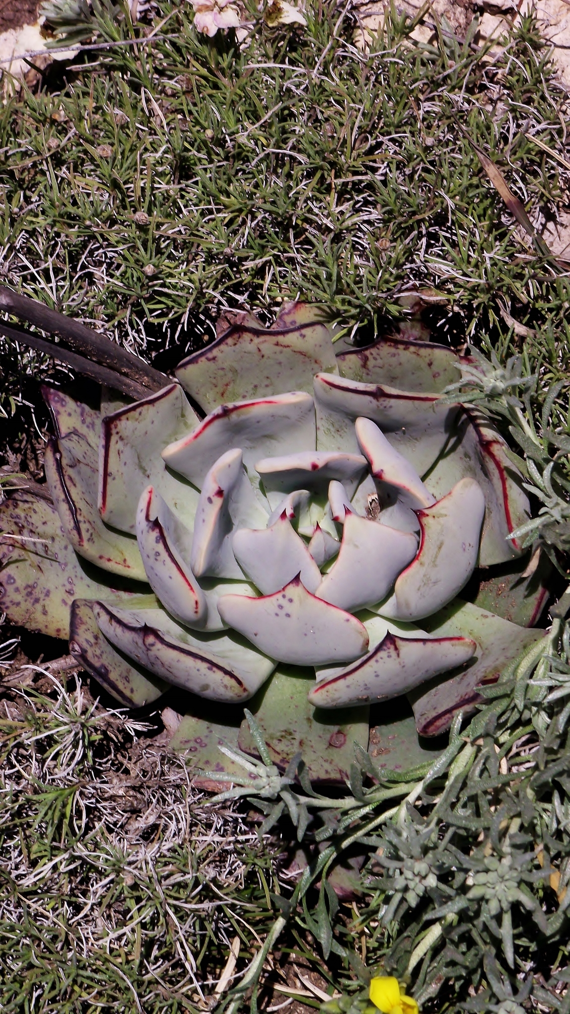 Echeveria strictiflora