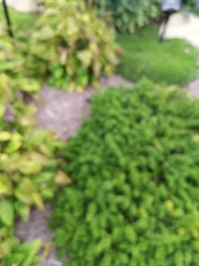 Asparagus densiflorus