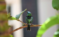 Dacnis cayana