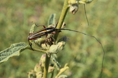 Sphaenothecus bilineatus