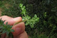 Galium tomentosum