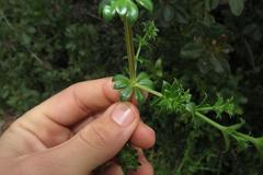 Galium tomentosum