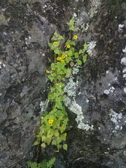 Erythranthe floribunda