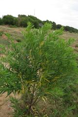 Gomphocarpus fruticosus fruticosus