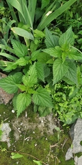 Urtica dioica