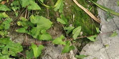 Magnoliopsida