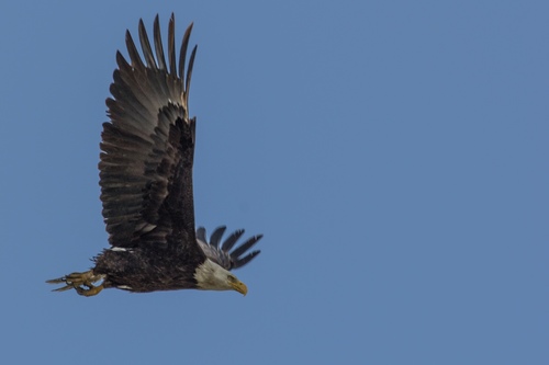 Bald Eagle photographed in California