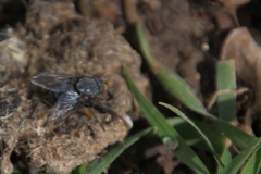 Calliphora vicina