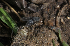 Calliphora vicina