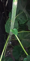 Paulownia