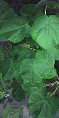 Paulownia